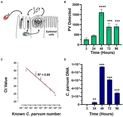 Comparative efficacy and safety of anti-cryptosporidial agents: an in vitro study on nitazoxanide, halofuginone lactate, KDU731, and paromomycin against Cryptosporidium parvum